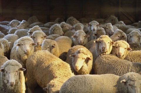 Benefício fiscal para venda de ovinos e caprinos é aprovado pela CAPADR