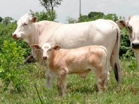 Pesquisadores brasileiros criam bovino de alto desempenho zootécnico