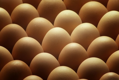 Exportação de ovos aumentou 53% em um ano