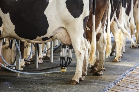 Pesquisadores da USP desenvolvem técnica para vacas produzirem leite mais saudável