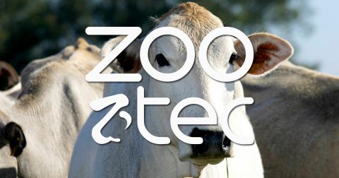 Zootec terá oficina de cortes nobres Senepol e workshop sobre carnes de qualidade