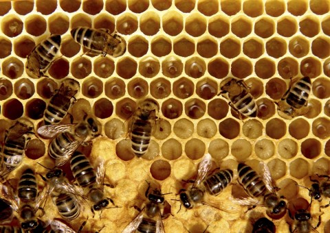 Câmara aprova fiscalização específica para mel de abelhas e derivados