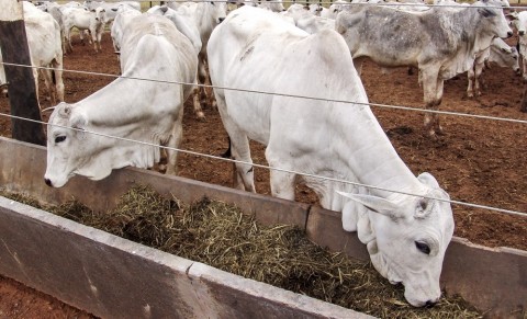 Ração com erva-mate melhora qualidade da carne de boi, aponta pesquisa