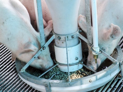 Campanha para consumo de carne suína eleva vendas em 20%, diz associação