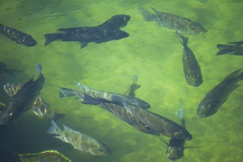 Zootecnista fala sobre desafios da piscicultura em Mato Grosso do Sul