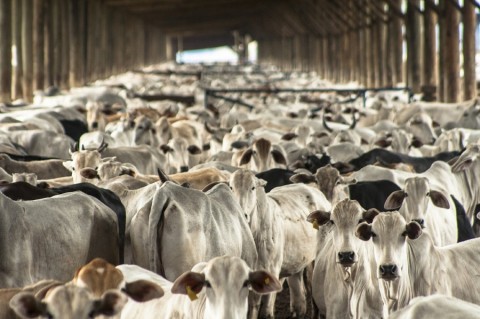 Indústria da carne firma compromisso para reduzir impactos ambientais na COP 21