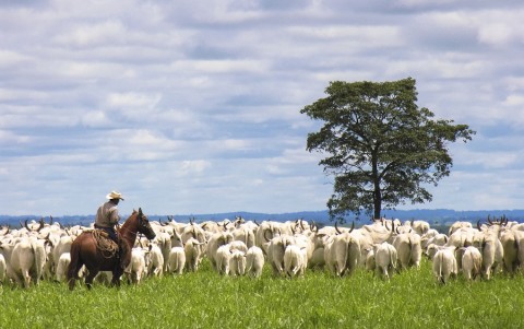 Zootecnista dá dicas sobre indicadores de lucro para fazendas