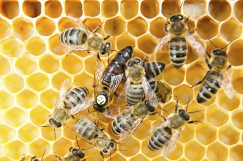 Projeto brasileiro fortalece apicultura com melhoramento genético de abelhas-rainhas
