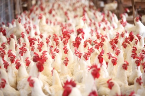 Em novembro, Mato Grosso receberá primeiro encontro de avicultura