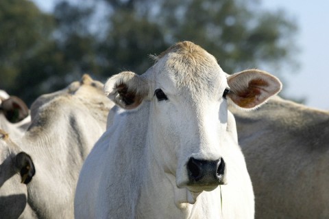 Aprovadas novas formas de identificação de bovinos no Brasil
