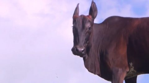 Com “corpo de bovino” e “cabeça de equino”, animal chama atenção na Bahia