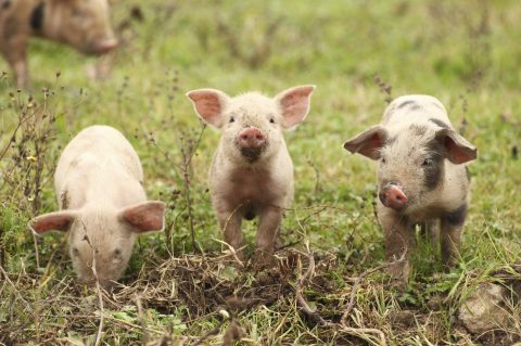 Brasil pode começar a exportar carne suína para a Coreia do Sul