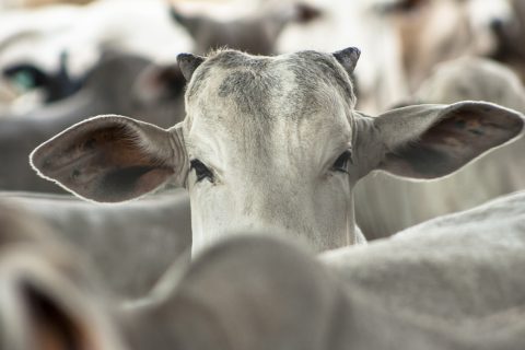 Brasil deverá exportar gado vivo para a Malásia