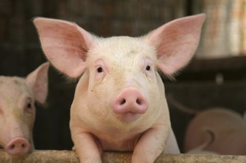 Aprovada resolução que define maus-tratos a animais no Brasil