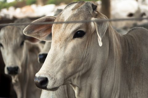 Novos certificados zoossanitários facilitarão a exportação de bovinos e bubalinos