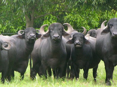 Zootecnista fala sobre aumento de pecuaristas na criação de búfalos