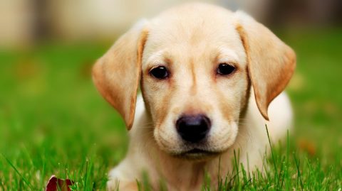 Zootecnista fala sobre fatores que influenciam comportamento de cães