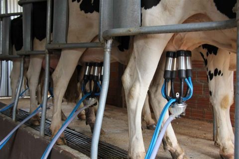 Zootecnistas explicam métodos para produtores leiteiros aumentarem rentabilidade