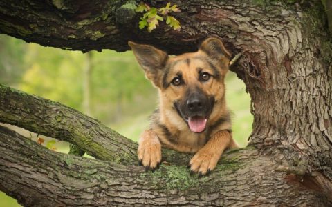 Zootecnista dá dicas de cuidados com cães no verão