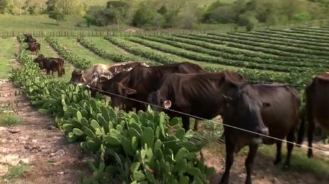 Zootecnista utiliza novo tipo de manejo para alimentação de gado na Bahia