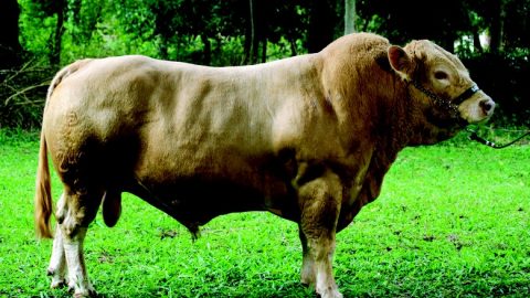 Purunã: nova raça bovina produzida no Paraná é reconhecida oficialmente