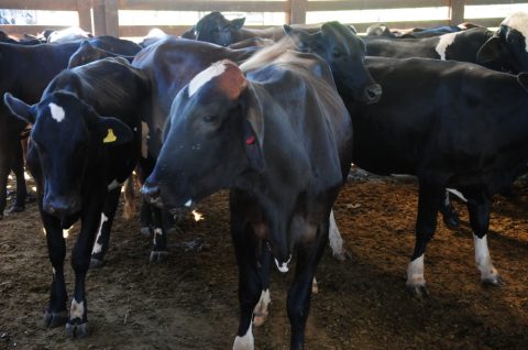 Zootecnista fala sobre programa de melhoria genética para bovinos no Tocantins