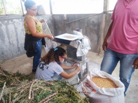 Pesquisa da UFAL transforma parte desprezada da mandioca em alimento para animais