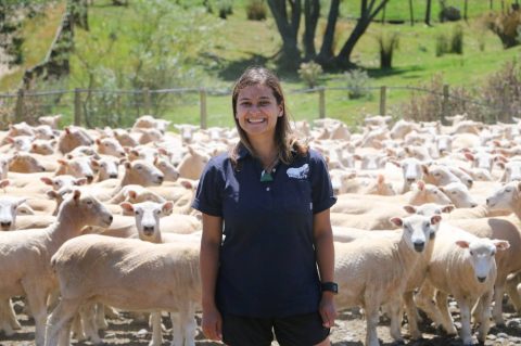 Zootecnista lança maratona para interessados em ovinocultura