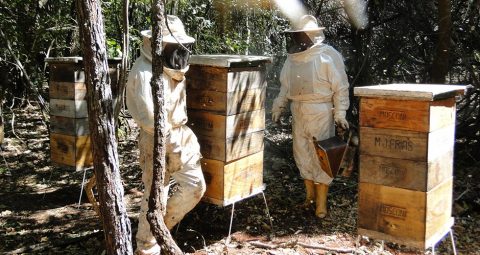 Empresa liderada por zootecnistas é referência na produção de mel no MS