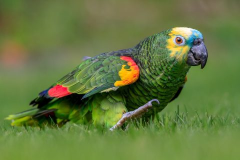 Zootecnista fala sobre tráfico de aves no PR, SP e MS