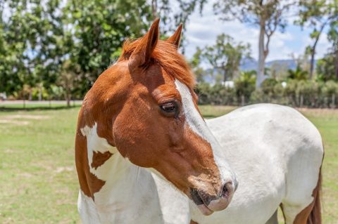 Zootecnista fala sobre alimentação de cavalos usados para equoterapia