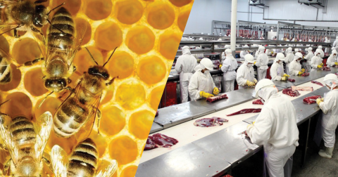 RT: zootecnistas podem atuar em cooperativa de criadores de abelhas e entreposto de carne