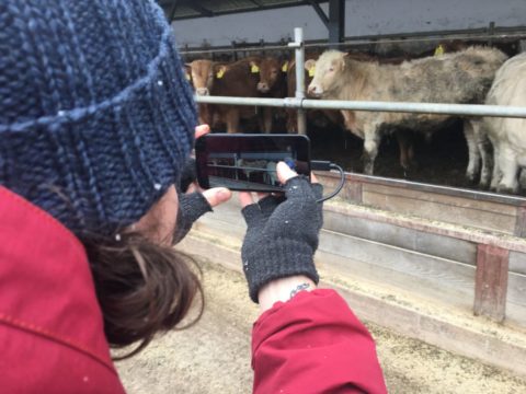 App pesa gado através de foto tirada pelo celular