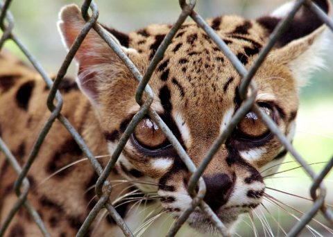 Pela primeira vez, Concea cita zootecnistas em orientações envolvendo animais silvestres