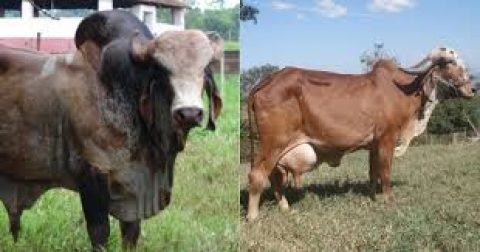 Estudo da Unesp identifica genes que podem levar à melhoria de bovino