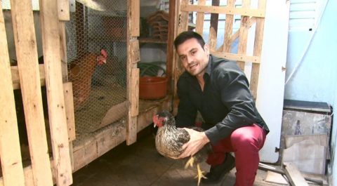 Zootecnista explica alimentação inusitada de galinhas com leite integral