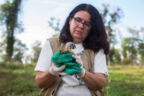 Pesquisa de zootecnista identifica redução de papagaios jovens no Pantanal