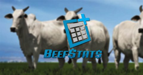 BeefStats, calculadora de operações no campo, está com uso gratuito por 2 meses