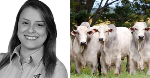 Zootecnista analisa mercado do boi no Brasil frente à pandemia do Covid-19
