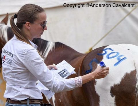 Zootecnista fala sobre bem-estar animal em esportes equestres