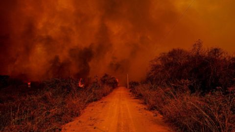 Pantanal em chamas: qual o papel dos zootecnistas no combate?