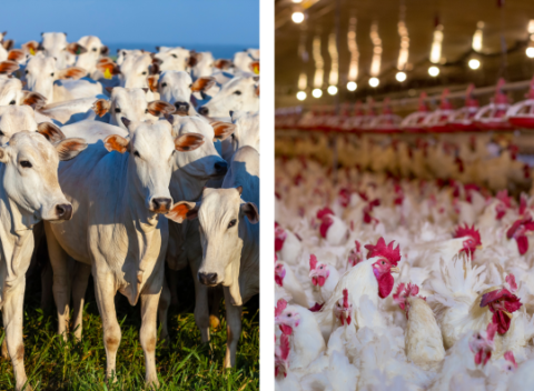 IBGE aponta recorde de cabeças de gado no Brasil, em Pesquisa Municipal